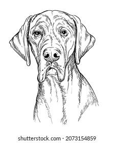 Realistic head of great dane dog vector hand drawing illustration isolated on white background. For decoration, coloring book pages, design, print, posters, postcards, stickers, t-shirt