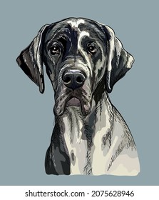 Realistic head of great dane dog. Color vector hand drawing illustration isolated on blue background. For decoration, design, print, posters, postcards, stickers, t-shirt, embroidery