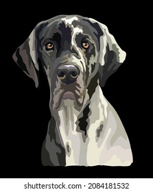 Realistic head of great dane dog. Color vector illustration isolated on black background. For decoration, design, print, posters, postcards, stickers, t-shirt, embroidery