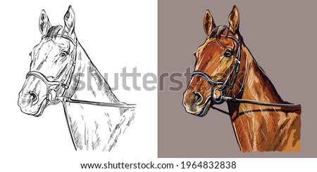 Realistic head of horse in the bridle. Vector black and white and colorful isolated illustration of horse. For decoration, coloring book, design, prints, posters, postcards, stickers, tattoo, t-shirt