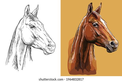 Realistischer Pferdekopf in Profil. Vektorschwarz-weiß und bunt einzelne Illustration von Pferd. Für Dekoration, Farbbuch, Design, Drucke, Poster, Postkarten, Aufkleber, Tätowierung, T-Shirt