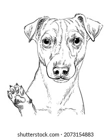 Realistic head of Jack russel terrier dog vector hand drawing illustration isolated on white background. For decoration, coloring book pages, design, print, posters, postcards, stickers, t-shirt