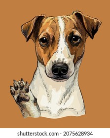 Realistic head of Jack russel terrier dog. Color vector hand drawing illustration isolated on brown background. For decoration, design, print, posters, postcards, stickers, t-shirt, embroidery