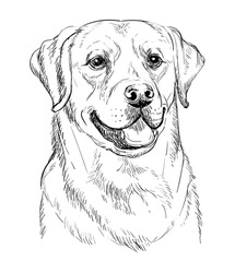 Realistic Head Of Labrador Retriever Dog Vector Hand Drawing Illustration Isolated On White Background. For Decoration, Coloring Book Pages, Design, Print, Posters, Postcards, Stickers, T-shirt