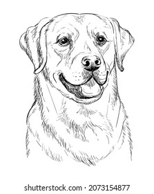 Realistic head of labrador retriever dog vector hand drawing illustration isolated on white background. For decoration, coloring book pages, design, print, posters, postcards, stickers, t-shirt