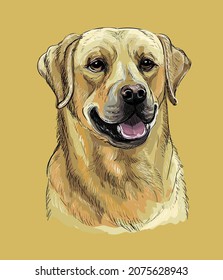 Realistic head of labrador retriever dog. Color vector hand drawing illustration isolated on white background. For decoration, embroidery, design, print, posters, postcards, stickers, t-shirt