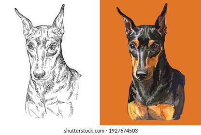 Realistic head of Miniature Pinscher dog. Vector black and white and colorful isolated illustration of dog. For decoration, coloring book, design, prints, posters, postcards, stickers, tattoo, t-shirt
