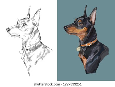 Realistic head of miniature pinscher. Vector black and white and colorful isolated illustration of dog. For decoration, coloring book pages, design, prints, posters, postcards, stickers, tattoo.