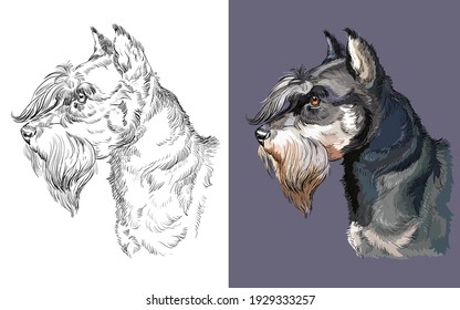 Realistic head of miniature schnauzer. Vector black and white and colorful isolated illustration of dog. For decoration, coloring book pages, design, prints, posters, postcards, stickers, tattoo.