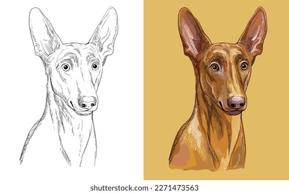 Realistic head of Pharaon dog. Vector black and white and colorful isolated illustration of dog. For decoration, coloring book, design, print, posters, postcards, stickers, tattoo, t-shirt
