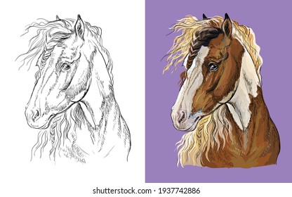 Realistic head of pinto horse. Vector black and white and colorful isolated illustration of horse. For decoration, coloring book, design, prints, posters, postcards, stickers, tattoo, t-shirt