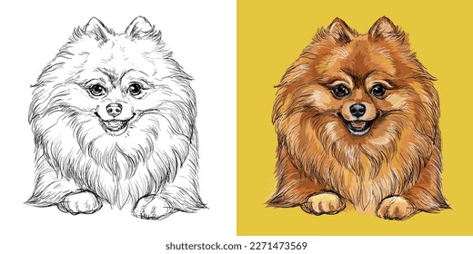 Realistic head of Pomeranian dog. Vector black and white and colorful isolated illustration of dog. For decoration, coloring book, design, print, posters, postcards, stickers, tattoo, t-shirt