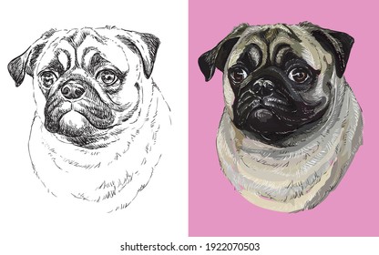 Realistic head of pug dog. Vector black and white and colorful isolated illustration of dog. For decoration, coloring book, design, prints, posters, postcards, stickers, tattoo, t-shirt