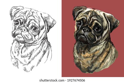 Realistic head of Pug dog. Vector black and white and colorful isolated illustration of dog. For decoration, coloring book, design, prints, posters, postcards, stickers, tattoo, t-shirt