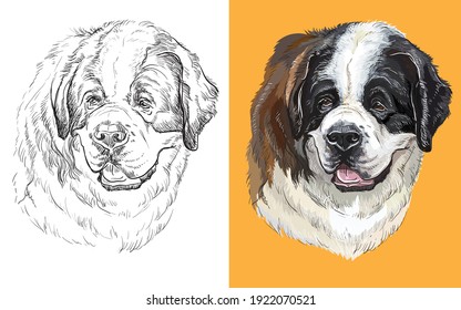 Realistic head of St. Bernard dog. Vector black and white and colorful isolated illustration of dog. For decoration, coloring book, design, prints, posters, postcards, stickers, tattoo, t-shirt