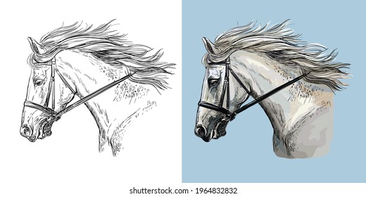 Cabeza realista de caballo deportivo blanco. Vector negro y blanco y colorido ilustración aislada del caballo. Para la decoración, libro de colorear, diseño, impresiones, carteles, pegatinas, tatuajes, camisetas, artículos