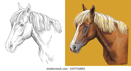 Realistic head of young chestnut horse. Vector black and white and colorful isolated illustration of horse. For decoration, coloring book, design, prints, posters, postcards, stickers, tattoo, t-shirt