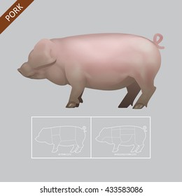 Realistic Healthy Pig