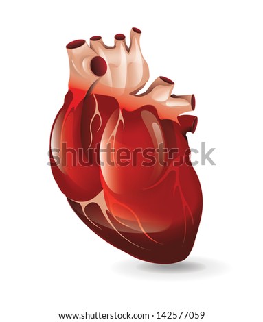 Realistic Heart Stock Vector (Royalty Free) 142577059 - Shutterstock