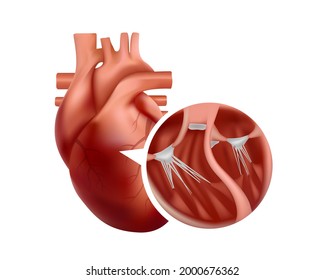 Anatomía cardiaca realista con corte transversal de primer plano. 3d ilustración cardíaca humana.