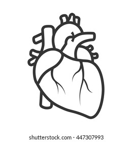 Realistic Heart Human High Res Stock Images Shutterstock