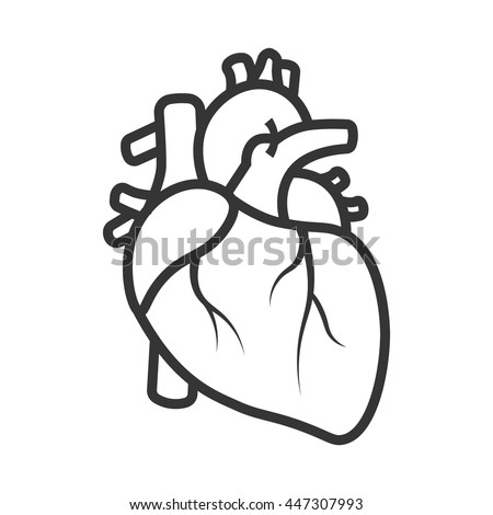 Realistic Heart icon isolated on white background. Vector medical heart logo. Line art of people heart.