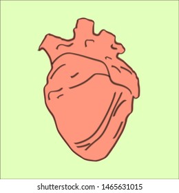 Realistic heart, illustration, vector on white background.