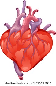 Realistic heart on a white background