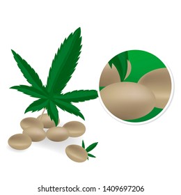 Realistic hemp seeds with leaf isolated on white background. Marijuana bunch. Cannabis pile. Vector illustration.