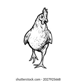 Realistic hen or broiler outlined in white background. Free grazing hen bird in the runch. Hand drawn vector illustration