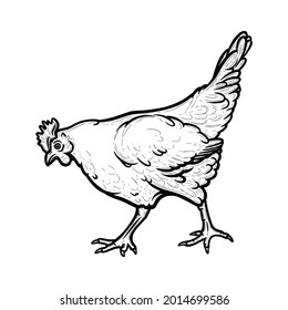 Realistic hen or chicken outlined in white background. Free grazing hen bird with cockscomb. Hand drawn vector illustration