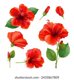 Realistic hibiscus. 3d hibiscuses chinese red blossom flower with fragrance petal, exotic plant from malaysia india, hawaiian pool party decoration vector illustration of realistic flower tropical