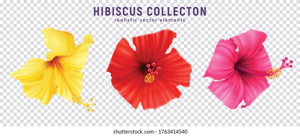 Realistic hibiscus color set with colourful images of blossom flowers isolated on transparent background with text vector illustration