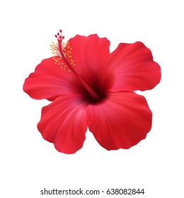 Realistic hibiscus. The symbol of rare elegant beauty.