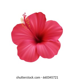 Realistic hibiscus. The symbol of rare elegant beauty.