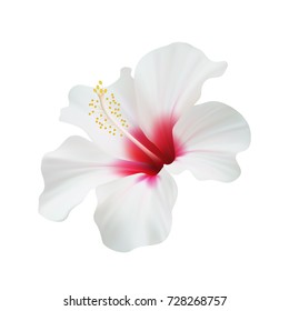 Realistic hibiscus. The symbol of rare elegant beauty.