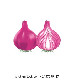Realistic and high quality onion vector image