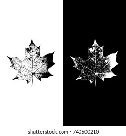 Realistic highly detailed leaf isolated
