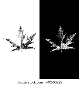 Realistic highly detailed leaf isolated