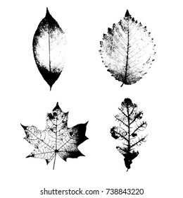 Realistic highly detailed leaves composition.