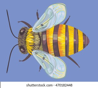 Realistic honey bee