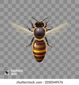 Realistic Honey Bee. Detailed Illustration of a Worker Bee on Transparent Background. Macro Insect, Concept of Food Industry, or Beekeeping