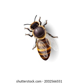 Realistic Honey Bee. Detailed Illustration of a Worker Bee on White Background. Macro Insect, Concept of Food Industry, or Beekeeping