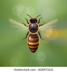 Abeja de miel realista en vuelo. Ilustración detallada de una apuesta de trabajador sobre fondo verde desenfocado. Macroinsecto, concepto de industria alimentaria o apicultura