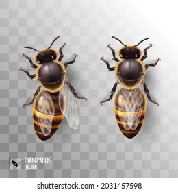 Abejas Miel Realistas. Ilustración detallada de una abeja trabajadora con fondo transparente. Macroinsecto, concepto de industria alimentaria o apicultura