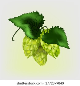 Realistic hop cones with green leaves. vector