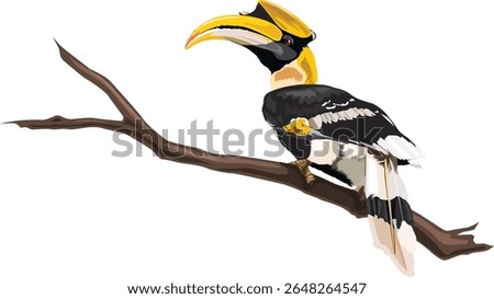 Realistic hornbill drawing vector and isolated