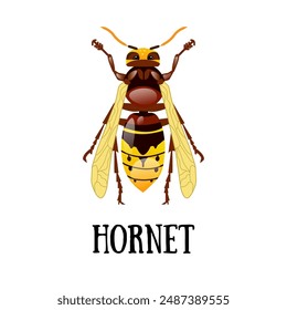 Realistic hornet design on a white background. A work of art for packaging design. Beekeeping, beekeeping, honey production