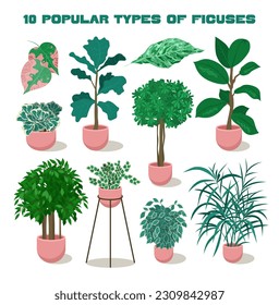 Realistic house plants set. Different types of decorative ficuses or fig trees in a clay pot. Home interior design, sustainable floristic hobby. Botanical collection. Flat vector illustration