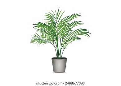 Realistic house plats rhopalostylis in pots on white background isolated vector illustration.